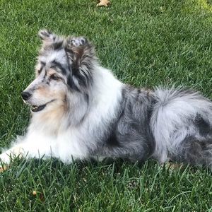 Meet your Posher, Dustin